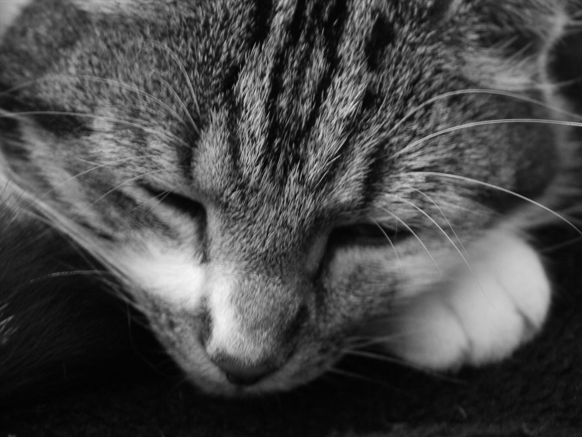 Huskat Chico billede 9