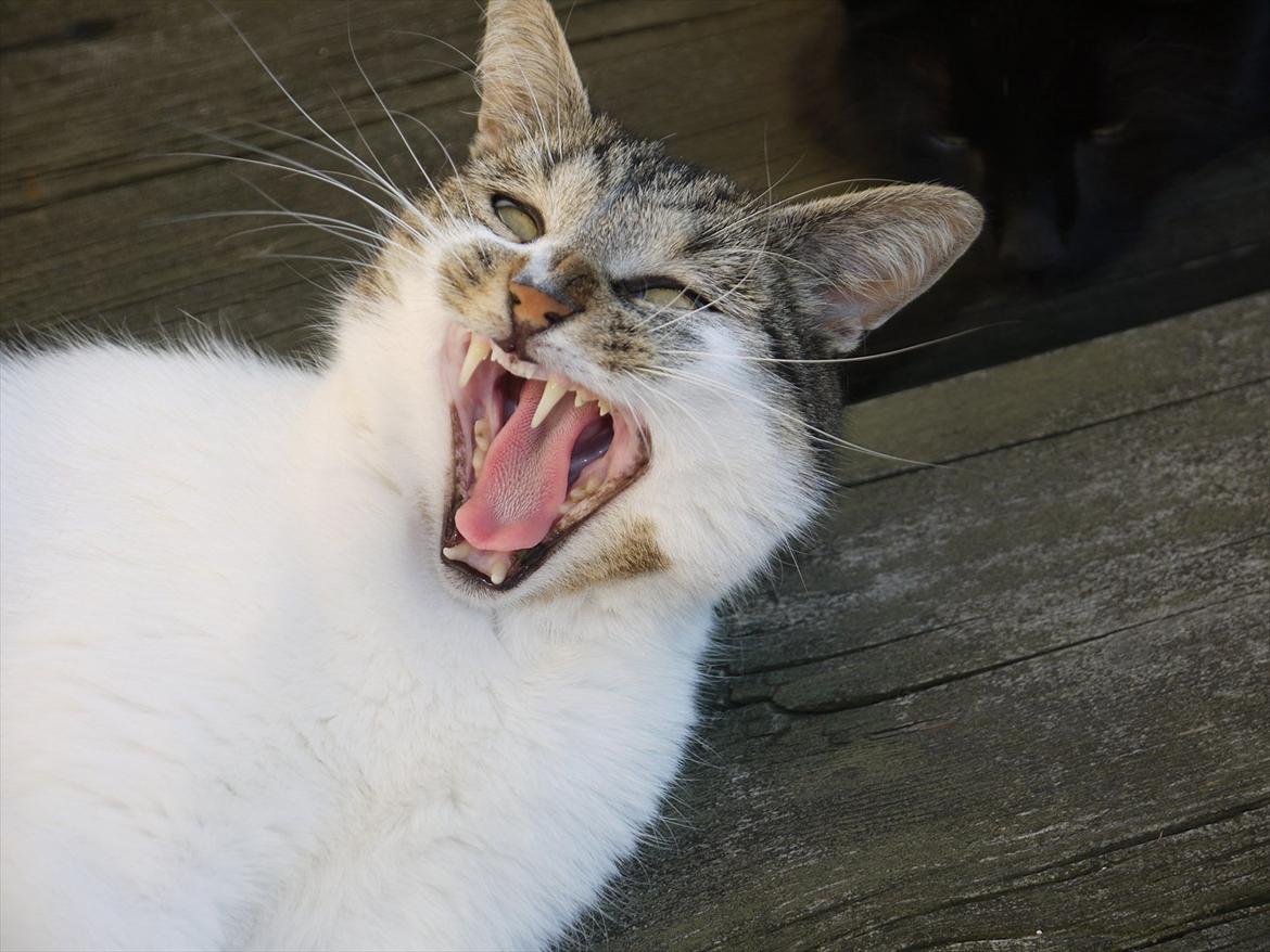 Huskat Chico billede 11