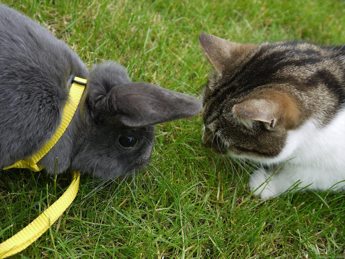 Huskat Chico billede 12