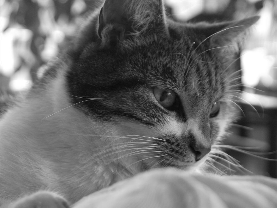 Huskat Chico billede 10