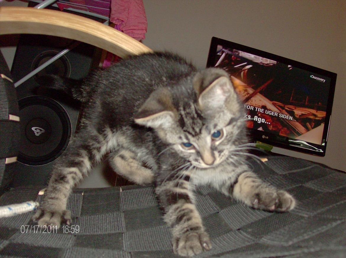 Huskat Prince billede 1