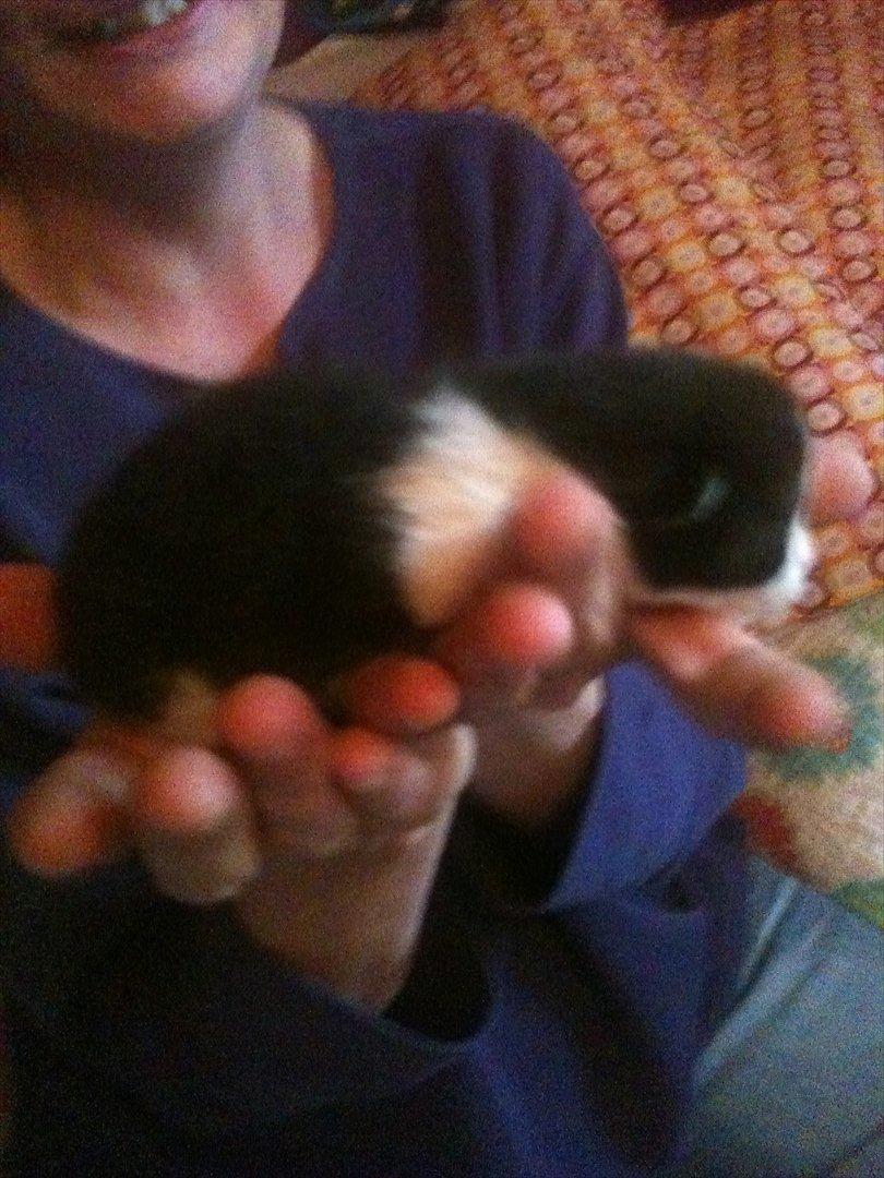 Blanding af racer Pluto - første gang jeg så Pluto billede 1