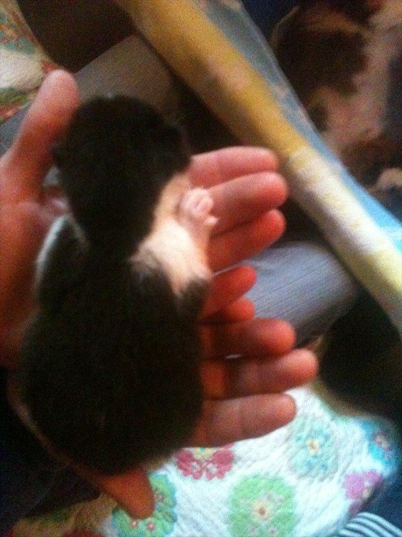 Blanding af racer Pluto - første gang jeg så pluto billede 3