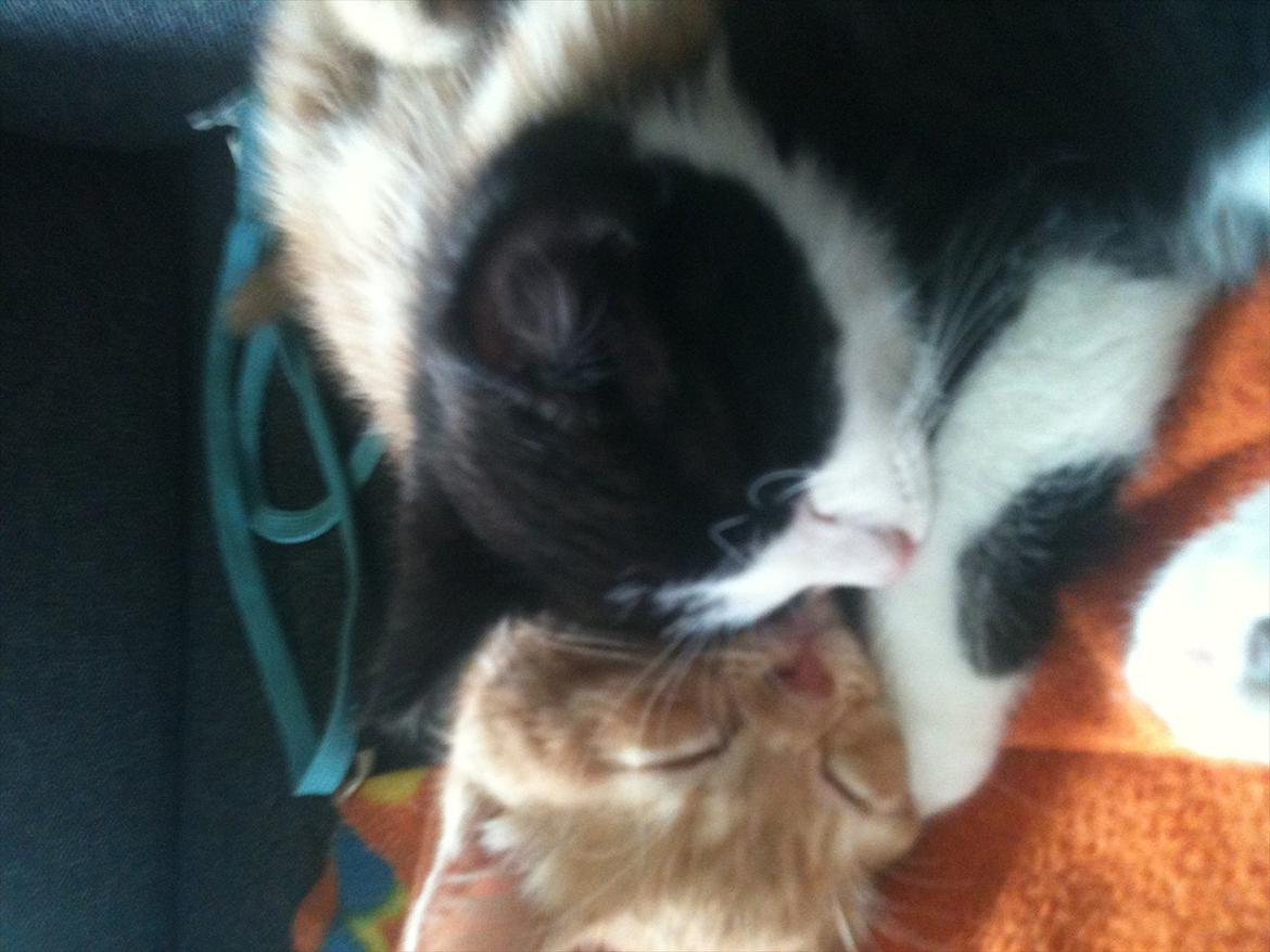 Blanding af racer Pluto billede 4