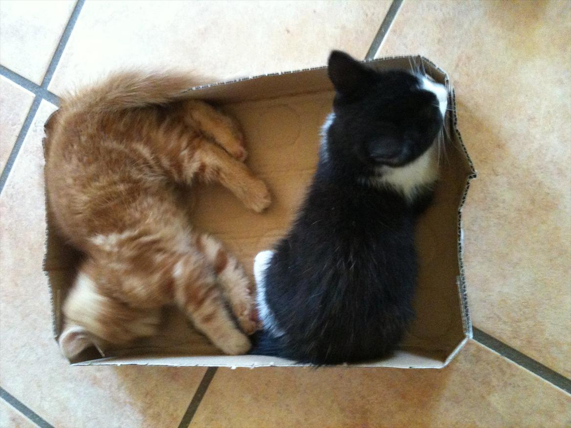 Blanding af racer Pluto billede 5