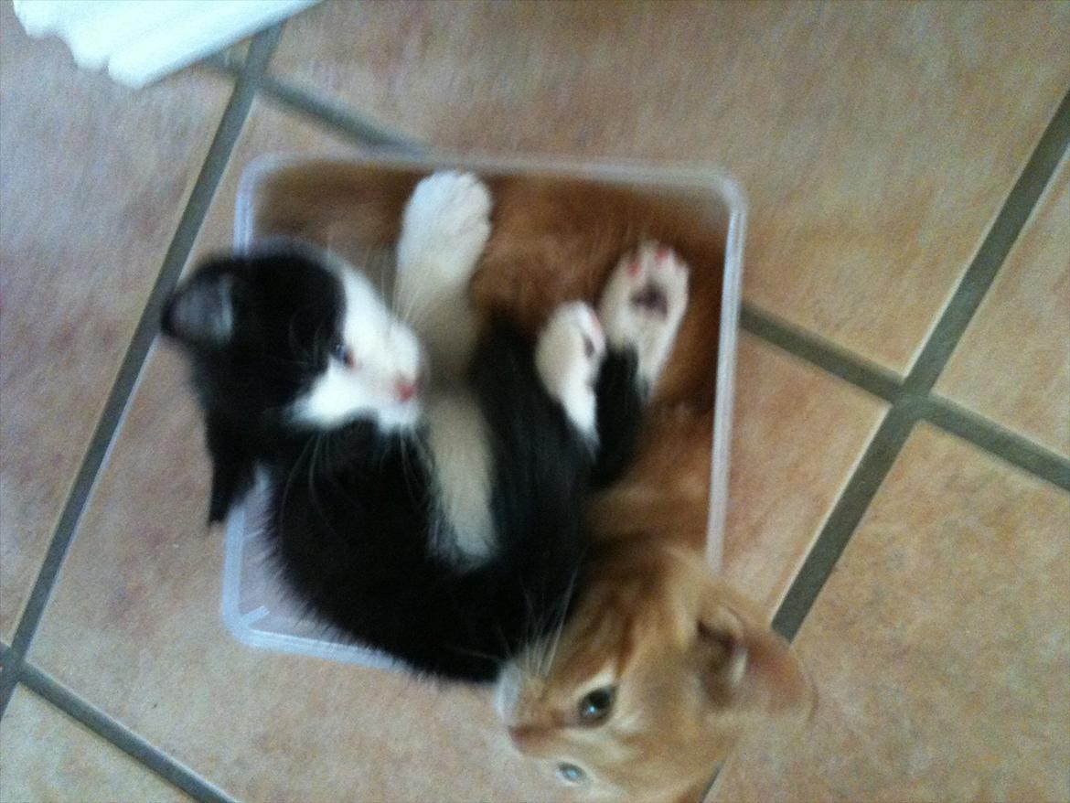 Blanding af racer Pluto billede 6