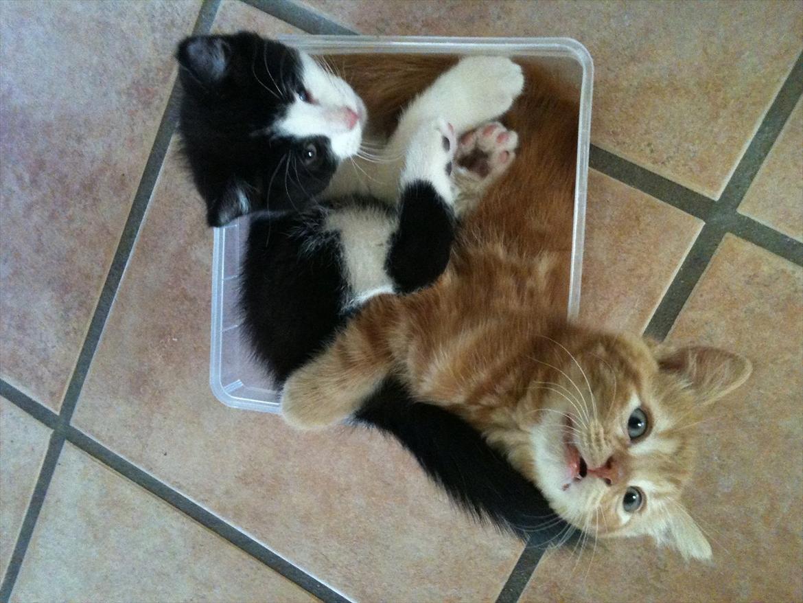 Blanding af racer Pluto billede 7