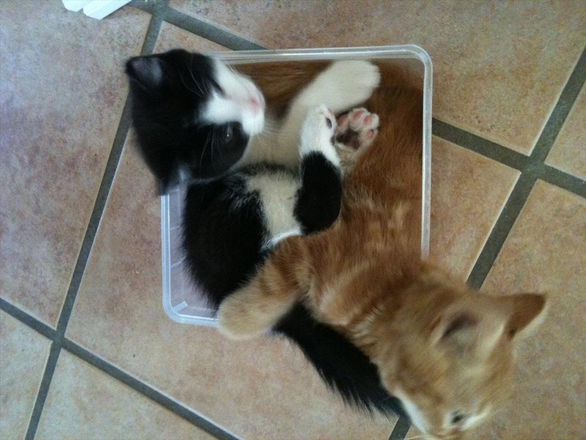 Blanding af racer Pluto billede 8