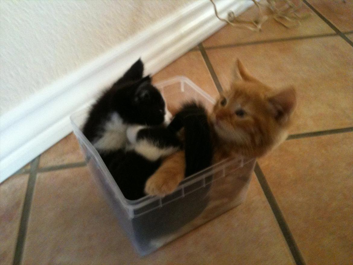 Blanding af racer Pluto billede 9