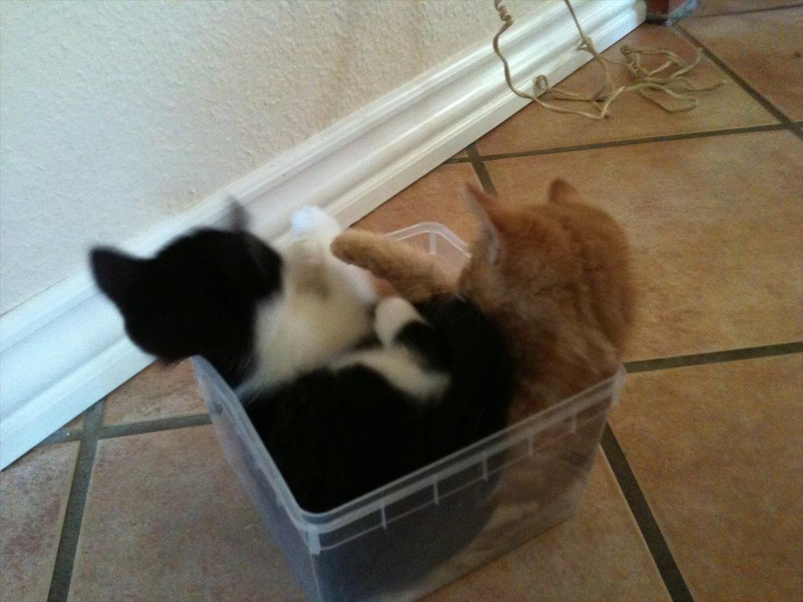 Blanding af racer Pluto billede 10