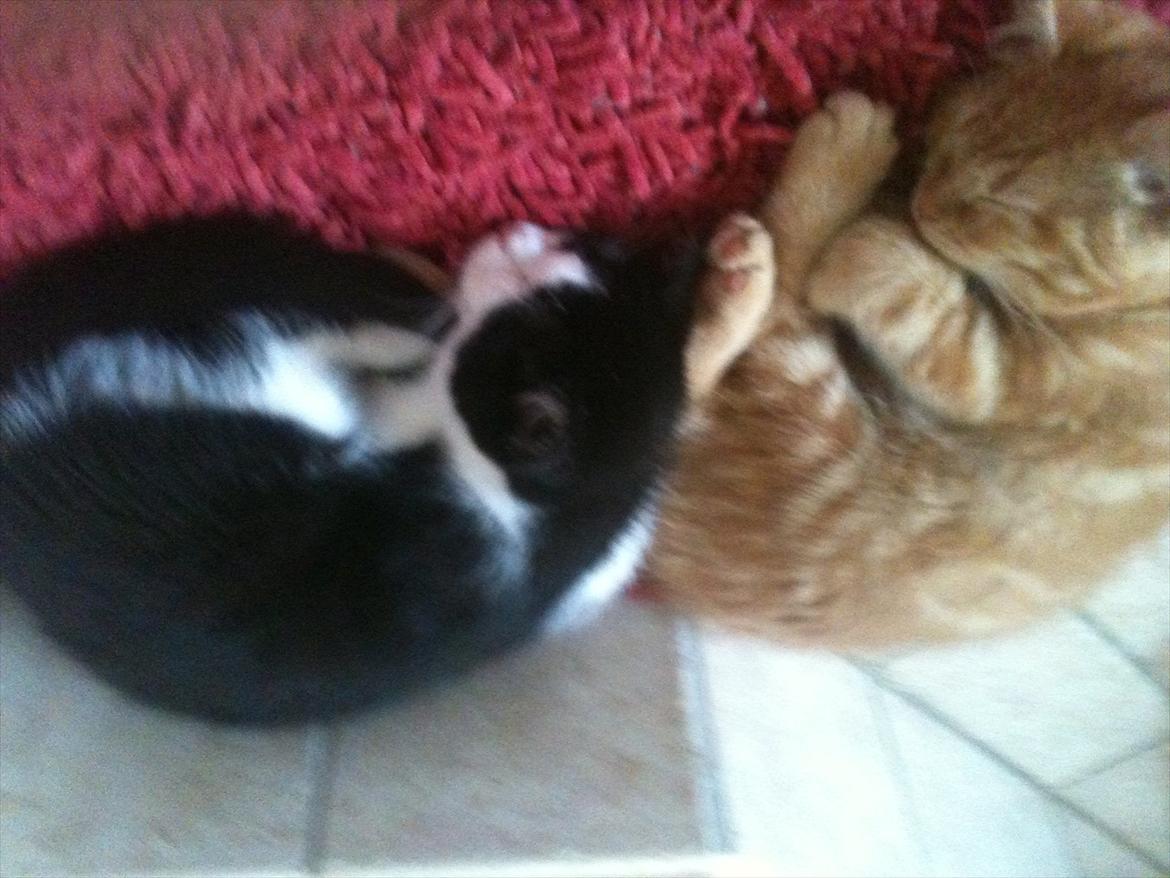 Blanding af racer Pluto billede 11