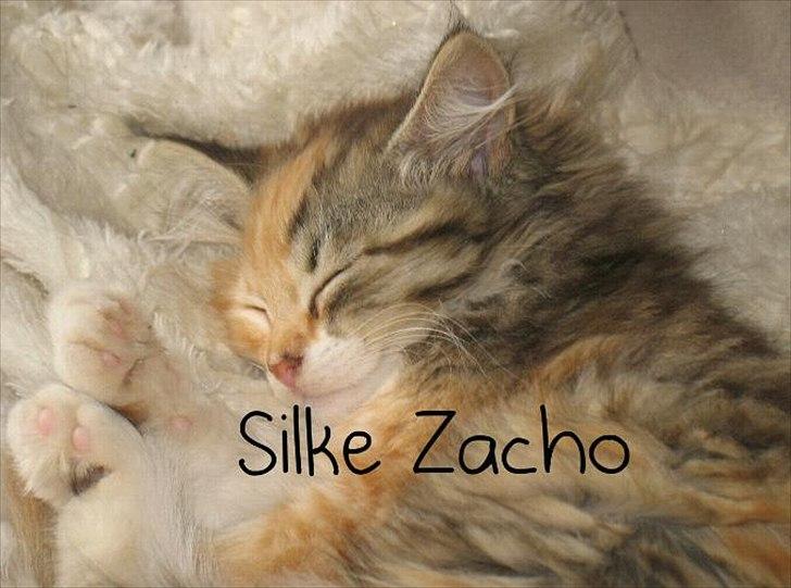 Huskat Zacho´s Freja billede 10