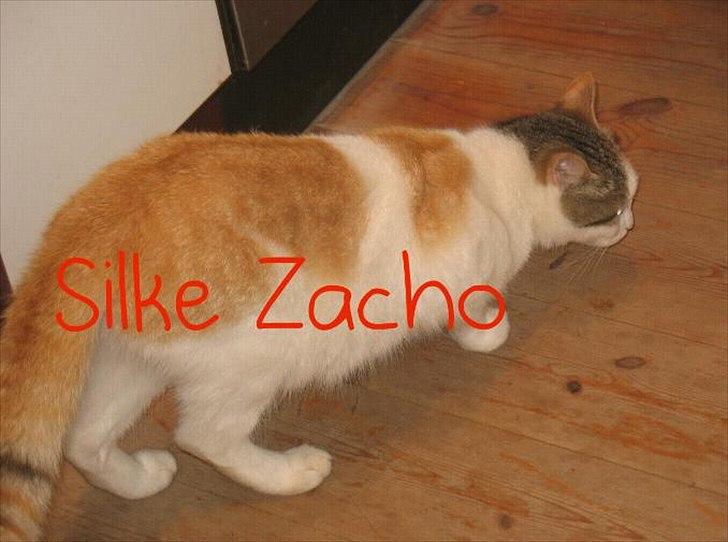 Blanding af racer Zacho´s Piv/Sabrina billede 8