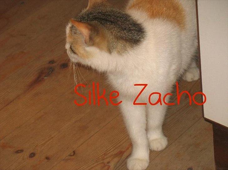 Blanding af racer Zacho´s Piv/Sabrina billede 9