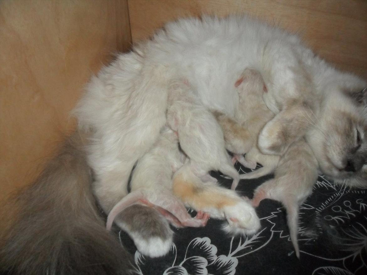 Hellig Birma assie billede 6