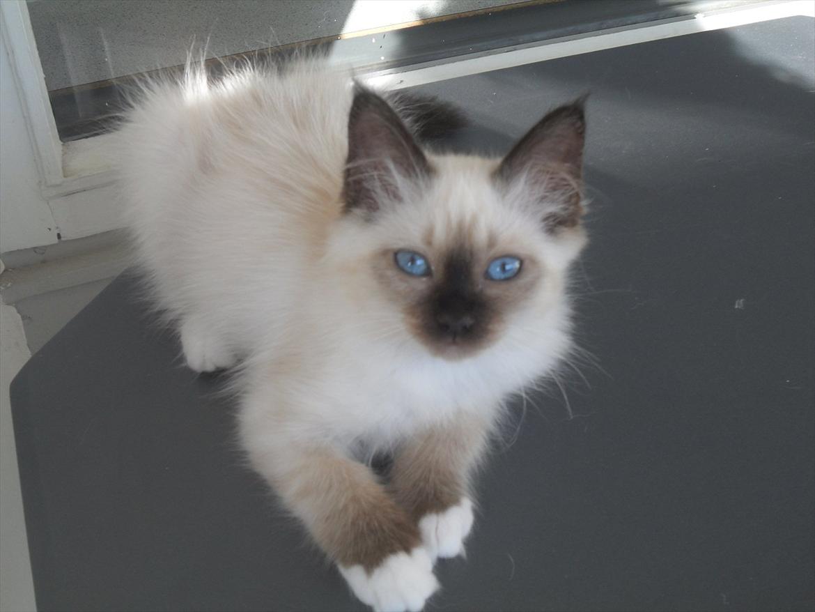 Hellig Birma shilla billede 2