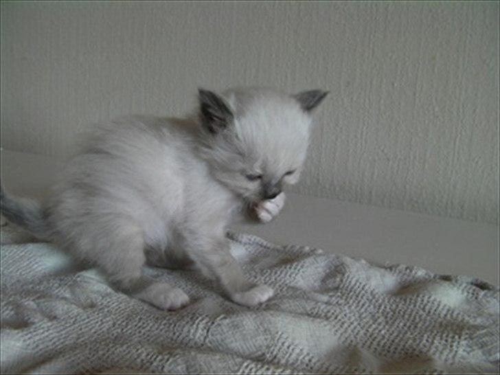 Hellig Birma shilla billede 3