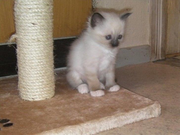 Hellig Birma shilla billede 5