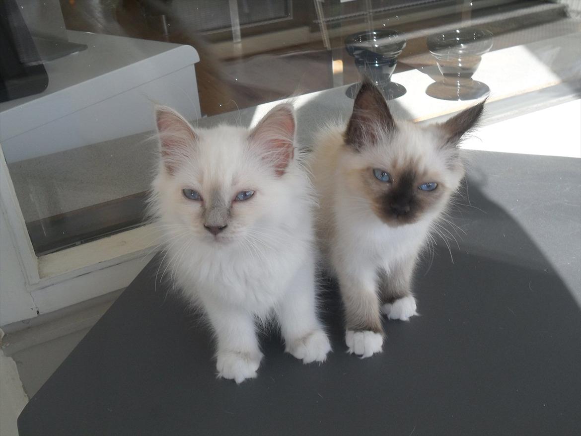 Hellig Birma shilla billede 6