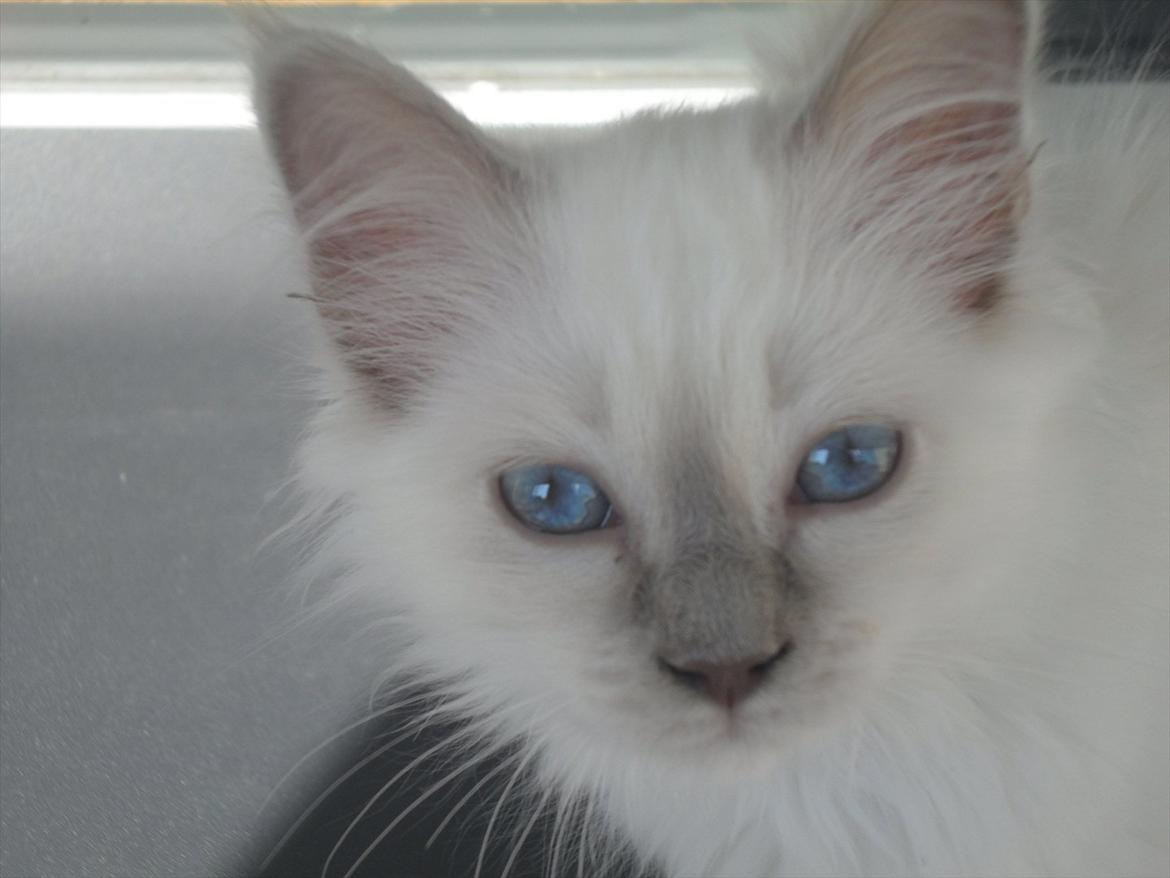 Hellig Birma shirley billede 2