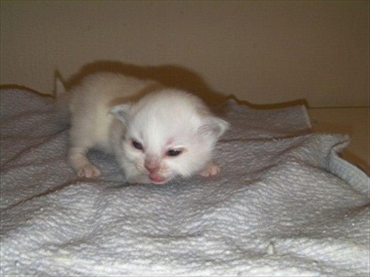 Hellig Birma shirley billede 3