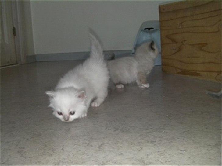 Hellig Birma shirley billede 4