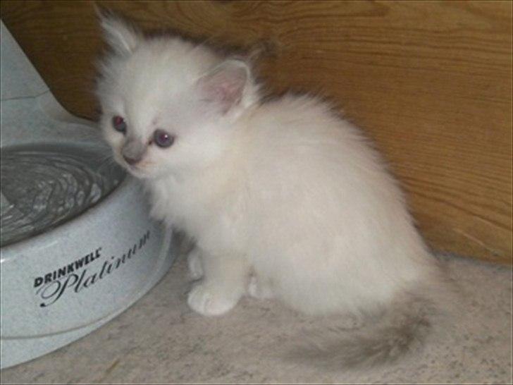 Hellig Birma shirley billede 5