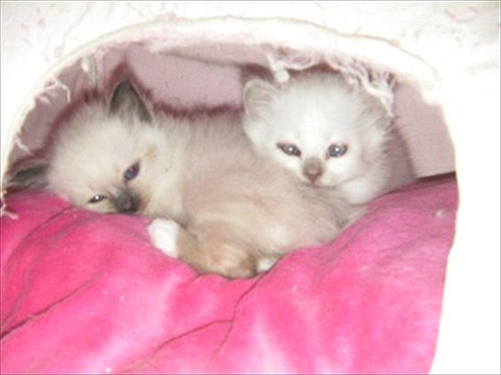 Hellig Birma shirley billede 6