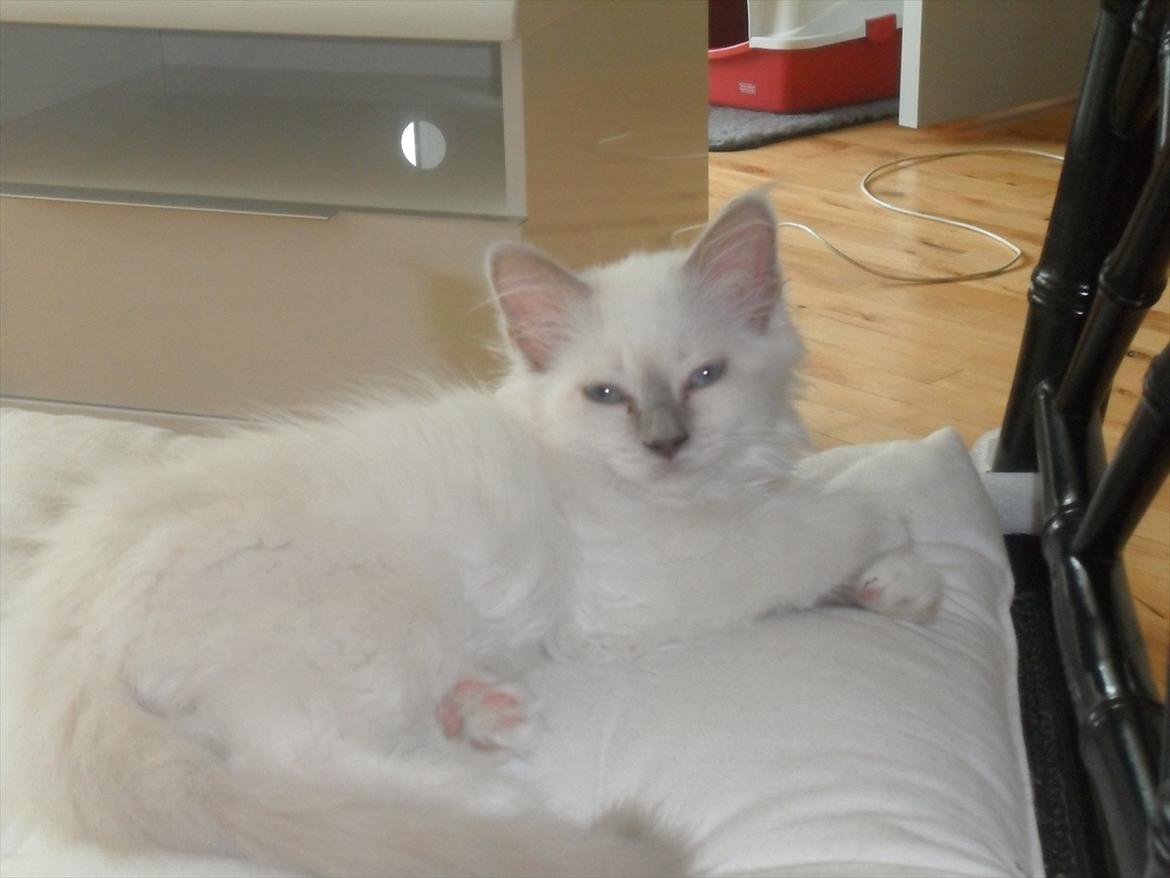 Hellig Birma shirley billede 7