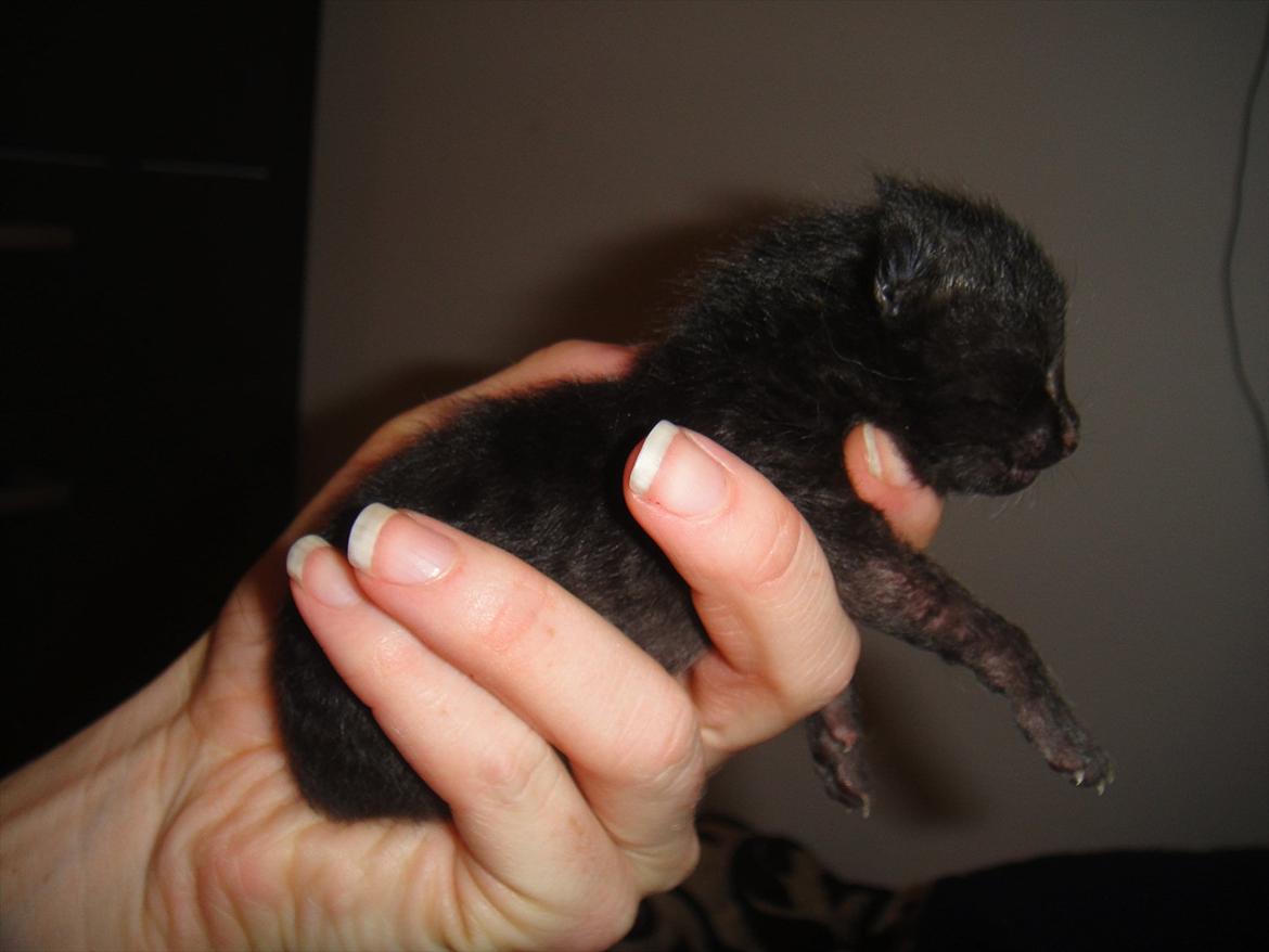 Huskat                      Nørgaards Stribe billede 16