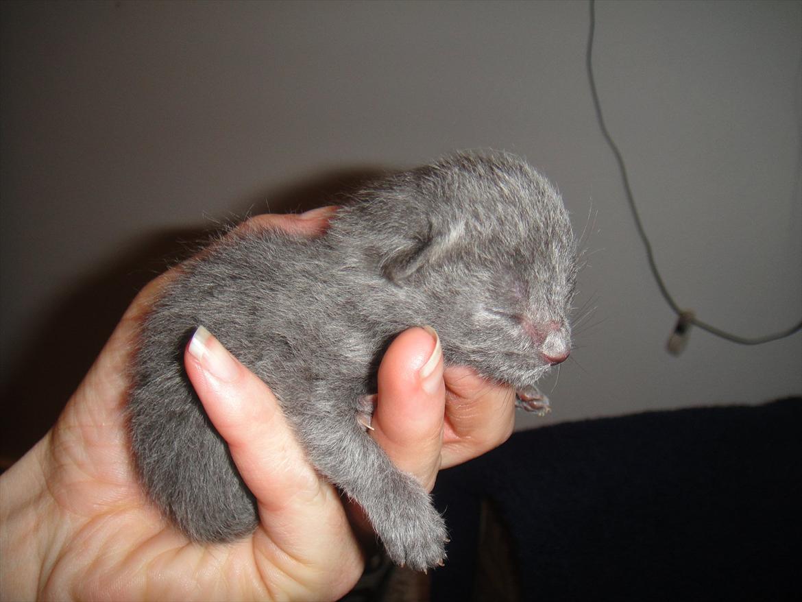 Huskat                      Nørgaards Stribe billede 17