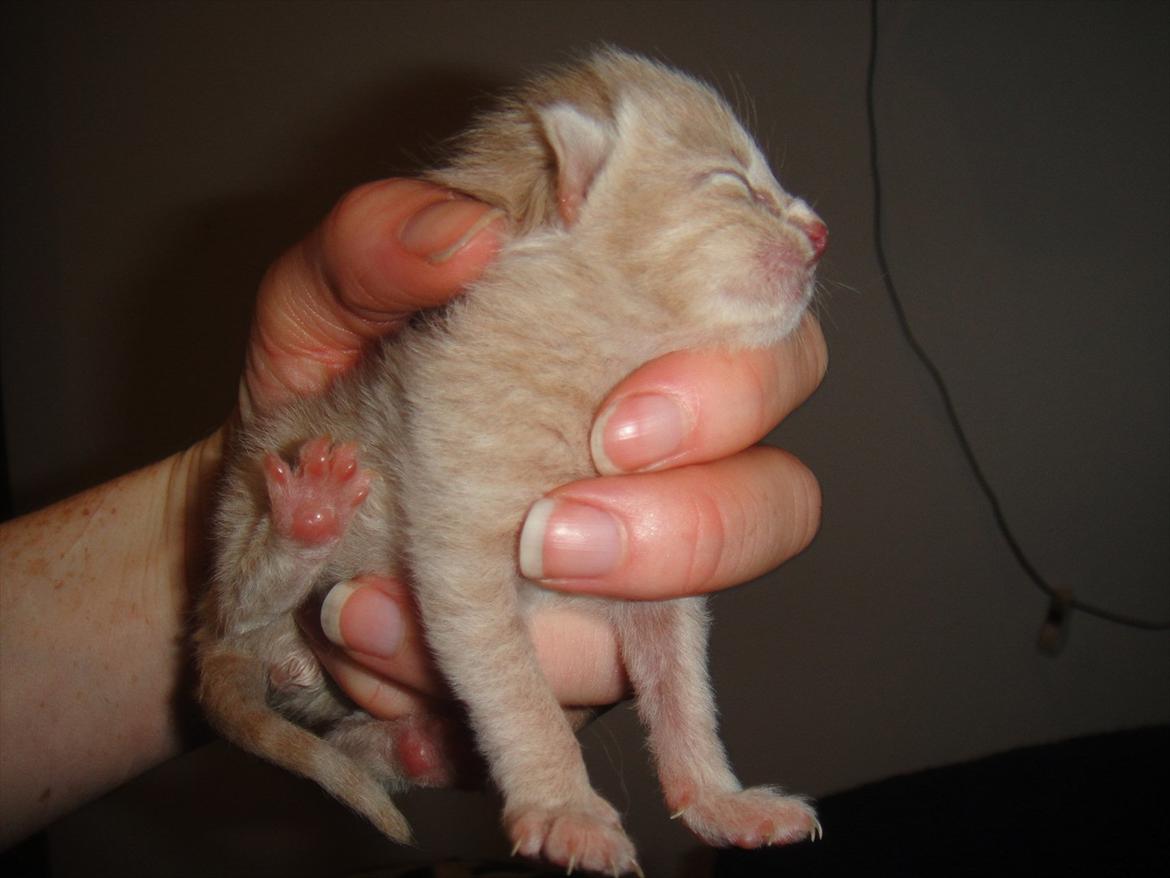 Huskat                      Nørgaards Stribe billede 18