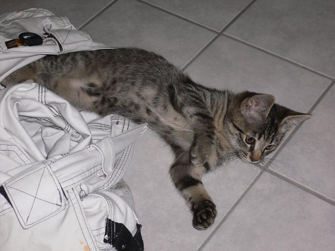 Huskat Lilleberg billede 7