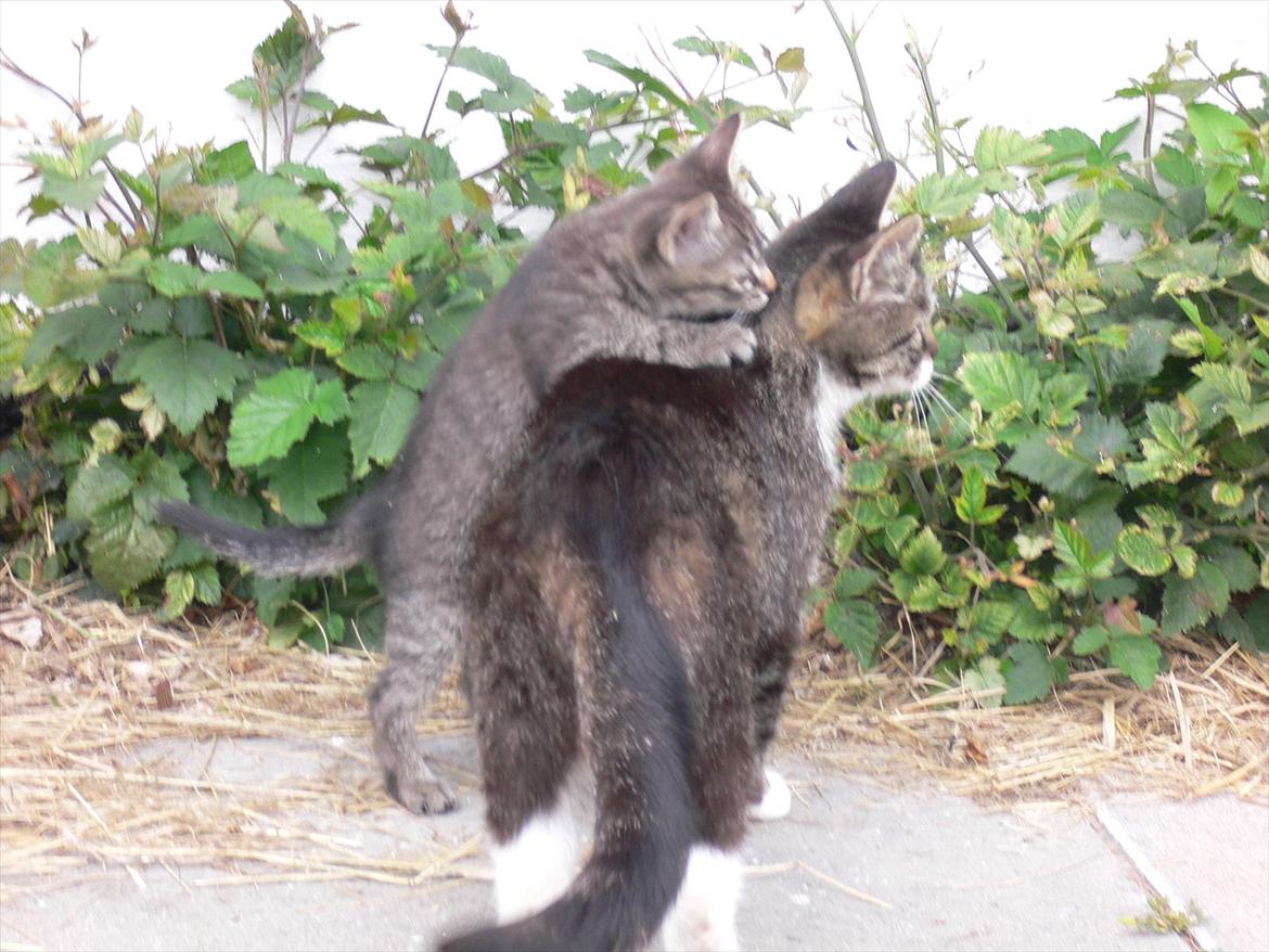 Huskat Lilleberg billede 3