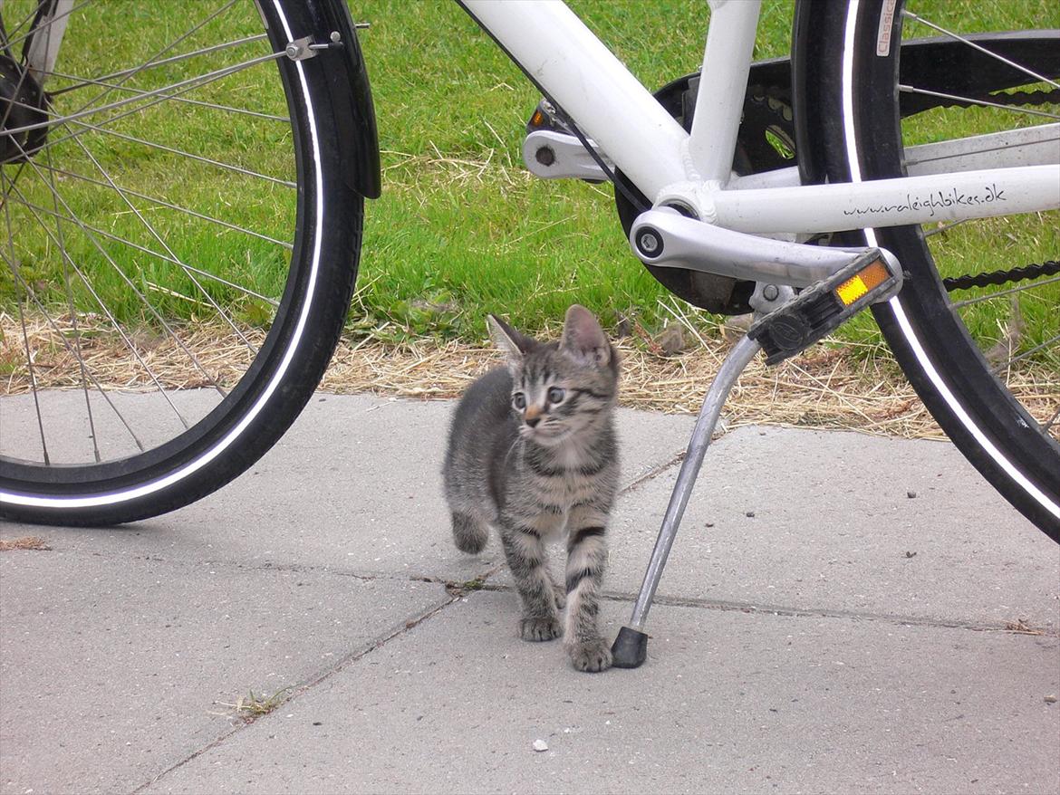 Huskat Lilleberg billede 2