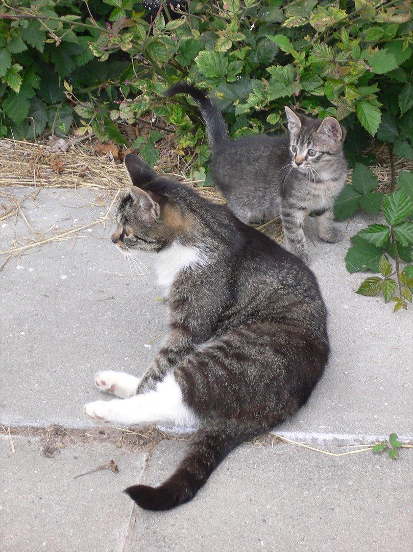 Huskat Lilleberg billede 5