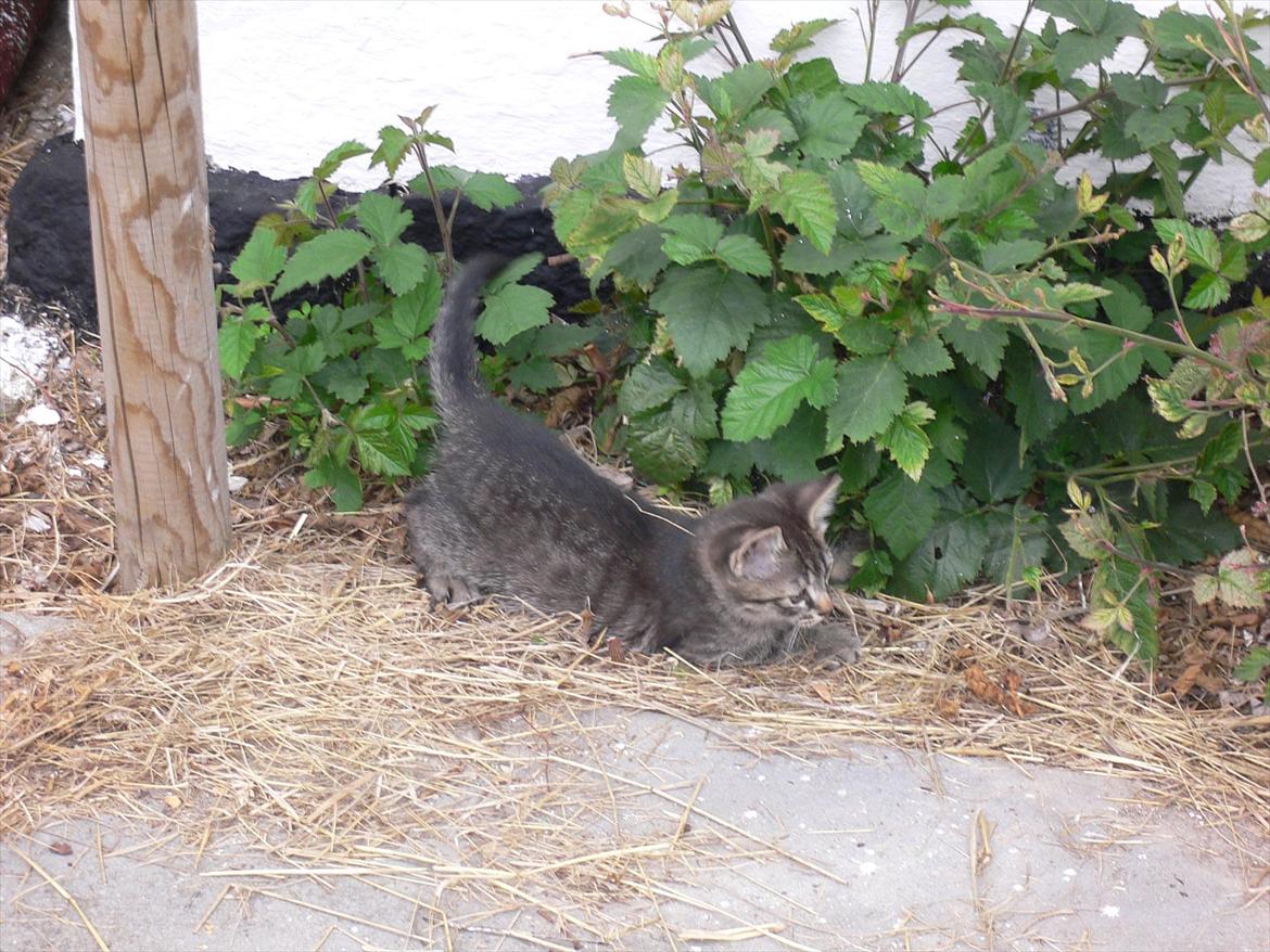 Huskat Lilleberg billede 6