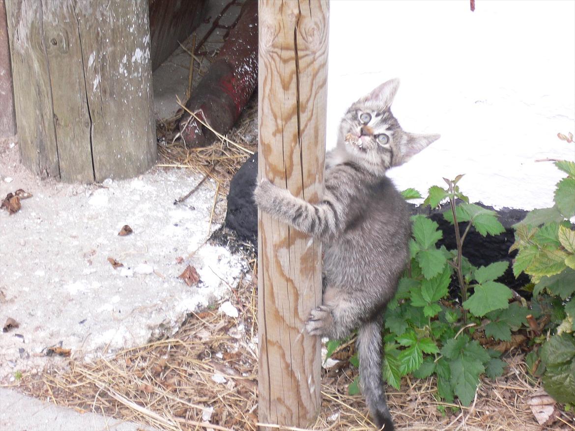 Huskat Lilleberg billede 4