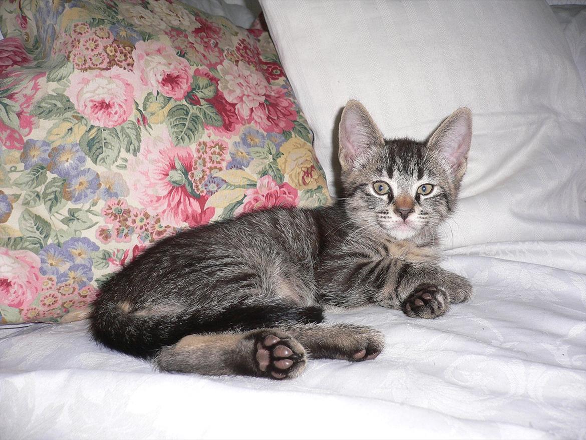 Huskat Lilleberg billede 1