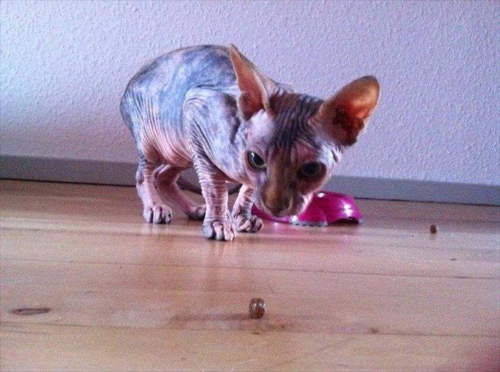 Sphynx Missy - Lille mis spiser :D billede 11