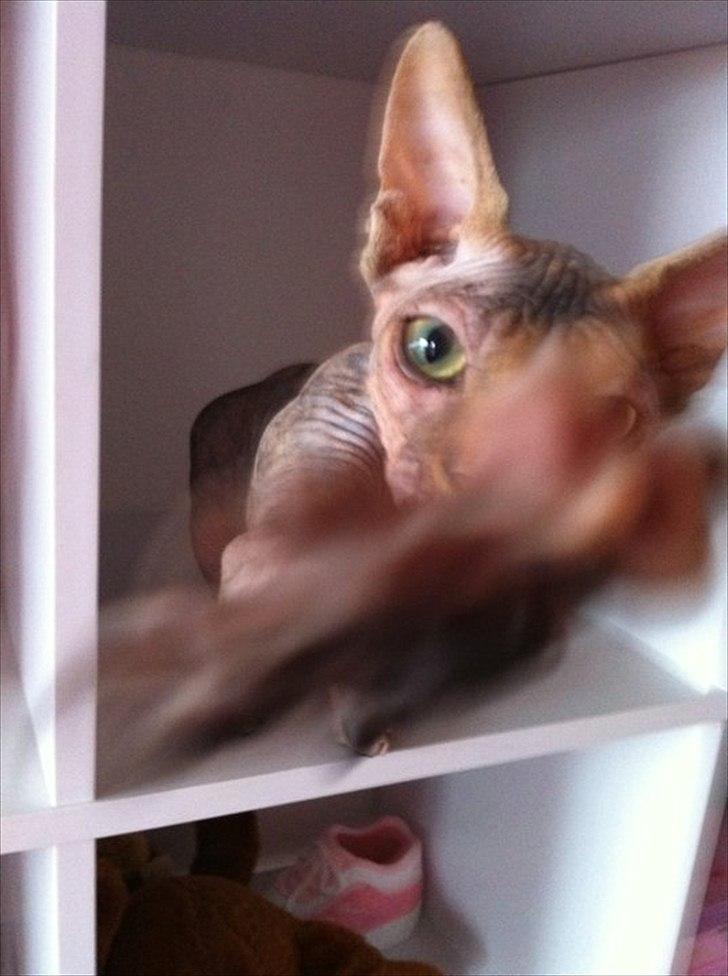 Sphynx Missy - High 5 ;D billede 12