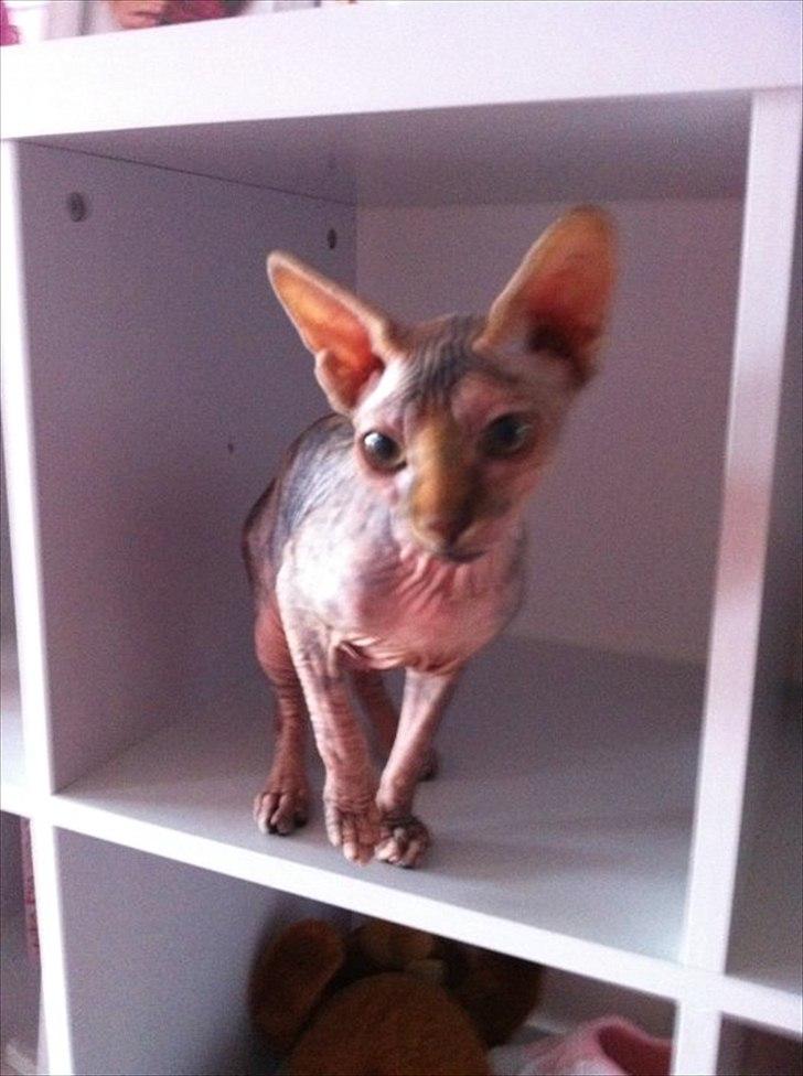 Sphynx Missy - Så er den lille mis ved at være vokset stor :D billede 3