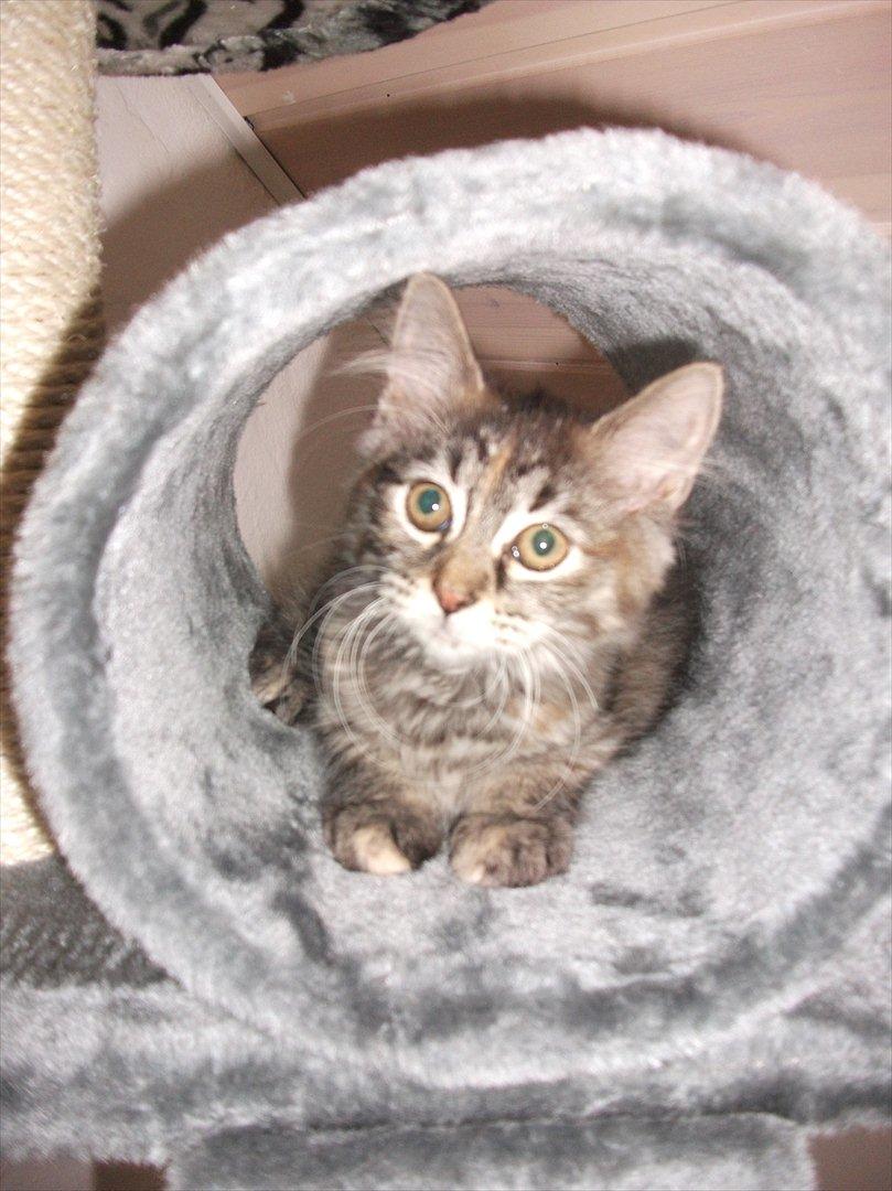 Blanding af racer Martha  - Martha billede 1