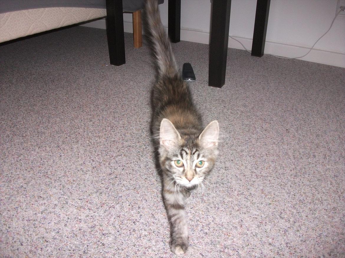 Blanding af racer Martha  - Martha billede 3