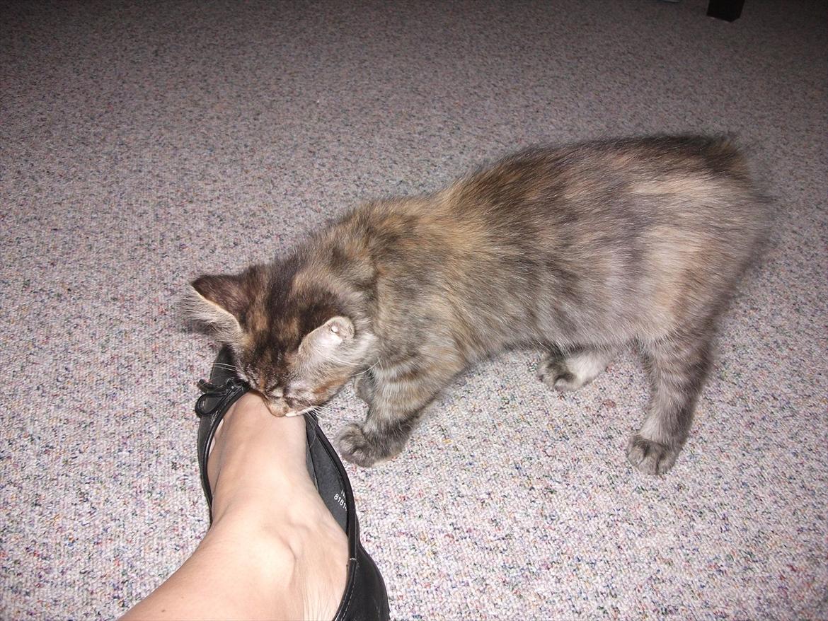 Blanding af racer Martha  - Martha billede 4