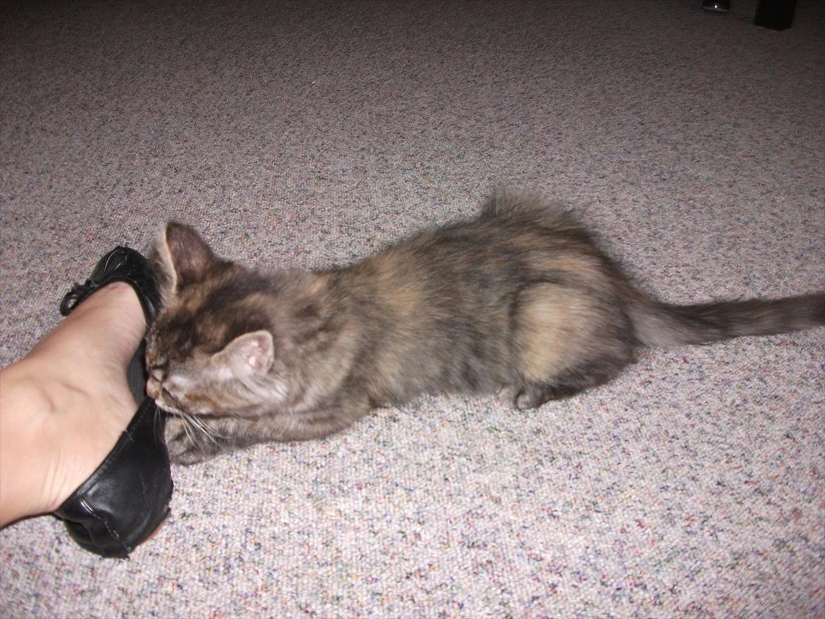 Blanding af racer Martha  - Martha billede 5