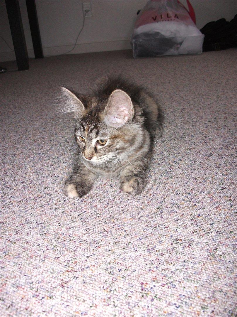 Blanding af racer Martha  - Martha billede 6