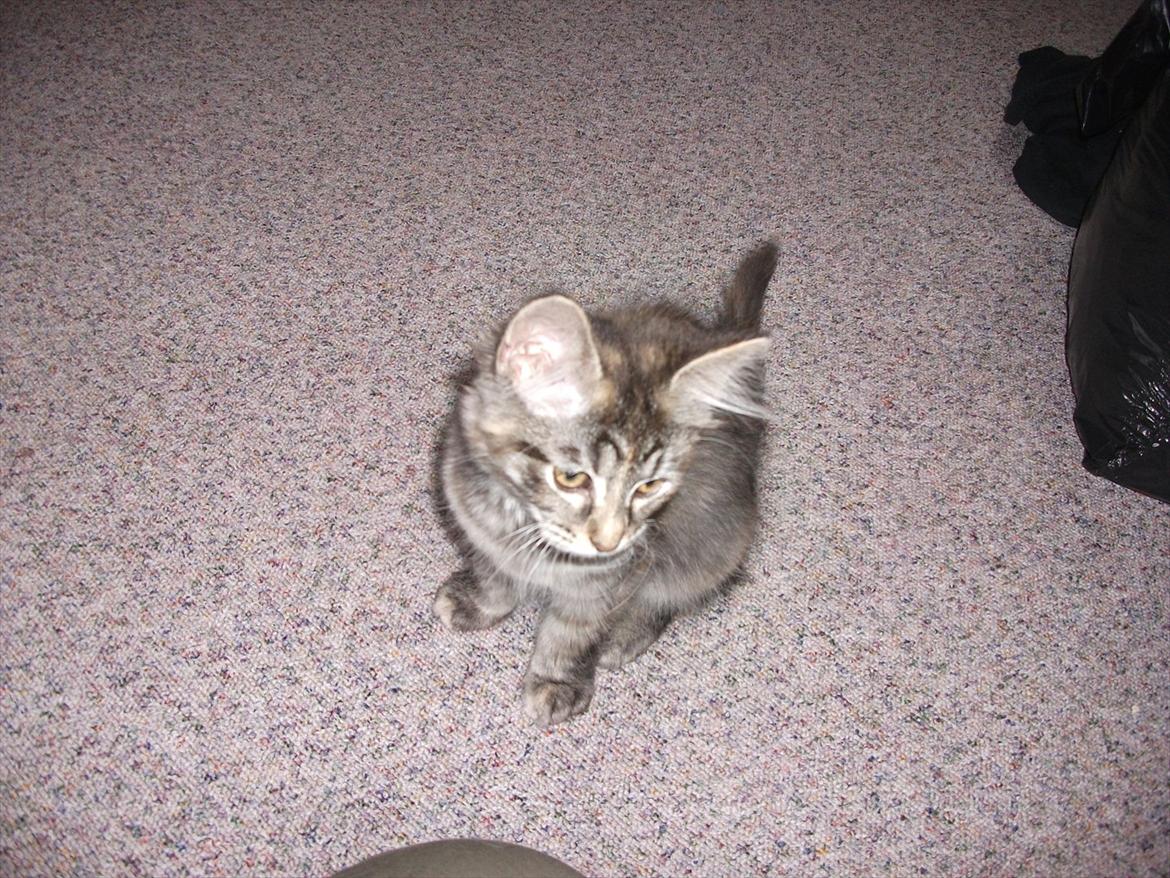 Blanding af racer Martha  - Martha billede 7