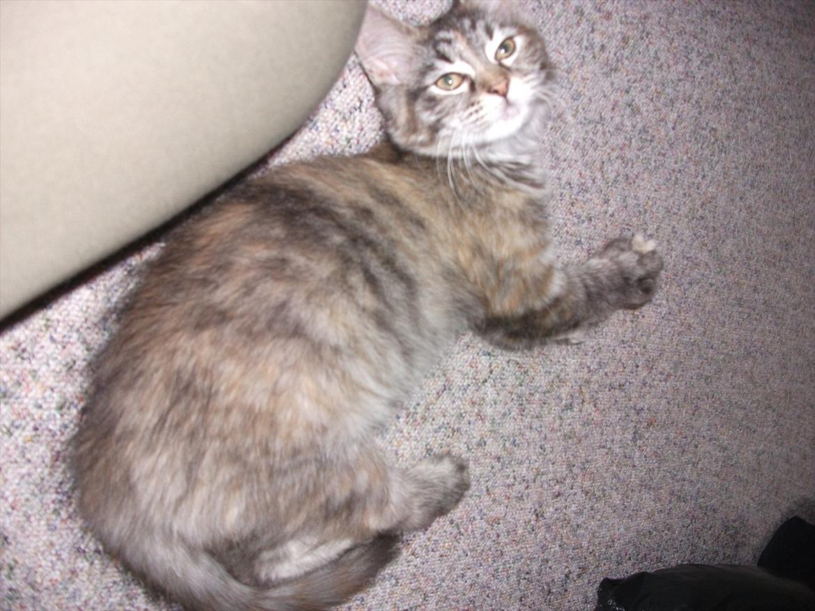 Blanding af racer Martha  - Martha billede 8