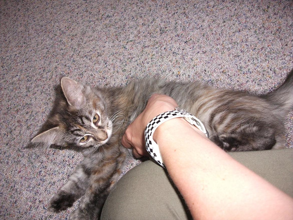 Blanding af racer Martha  - Martha billede 9